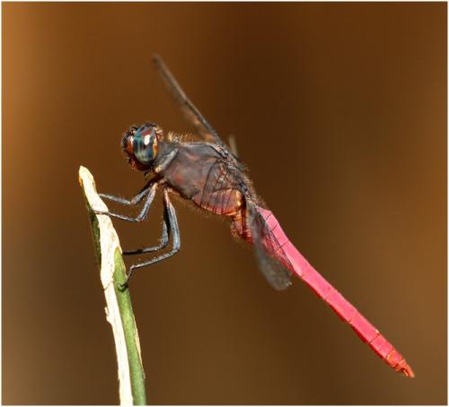 Orthetrum pruinosum