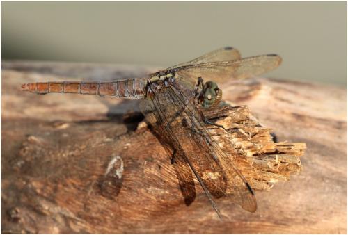 Orthetrum pruinosum