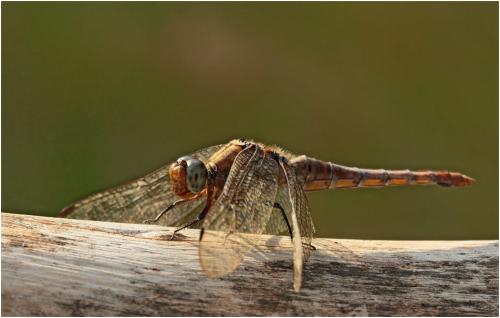 Orthetrum pruinosum