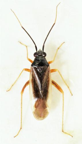 Réf. 176 237 : Orthonotus fraudatrix