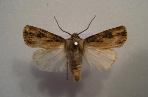Agrotis catalaunensis