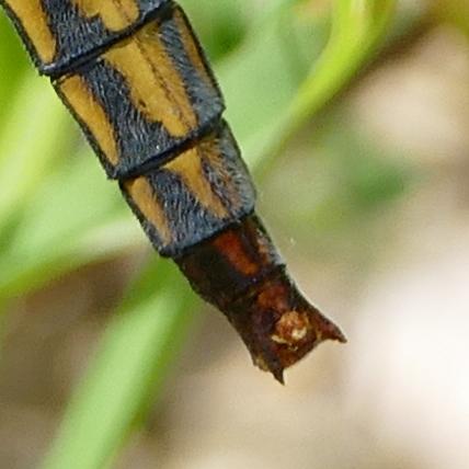 Orthetrum cancellatum