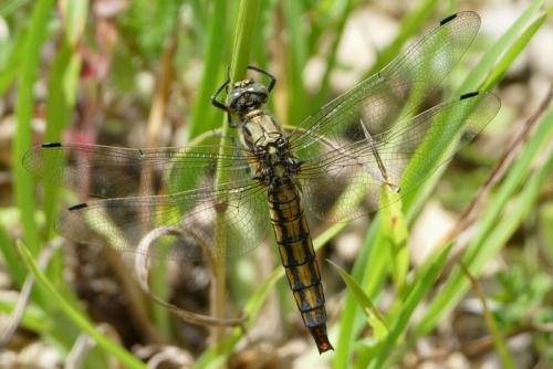 Orthetrum cancellatum