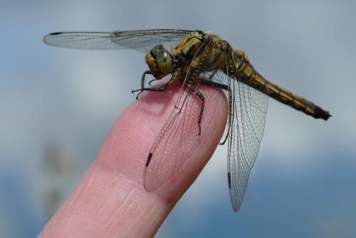 Orthetrum cancellatum