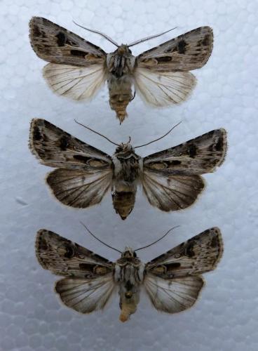 Réf. 176 377 : Agrotis vestigialis