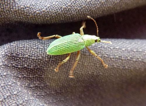 Réf. 176 063 : Polydrusus formosus