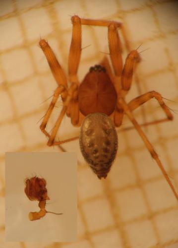 Réf. 176 628 : Lepthyphantes minutus