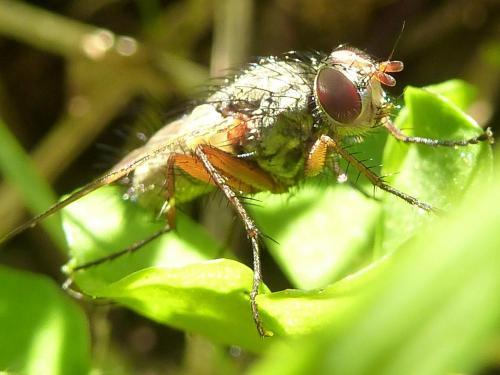 Réf. 176 121 : Macquartia sp.