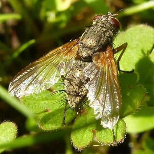 Réf. 176 118 : Macquartia sp.