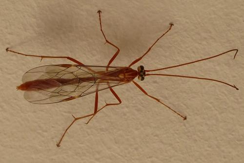 Réf. 176 200 : Ophion obscuratus