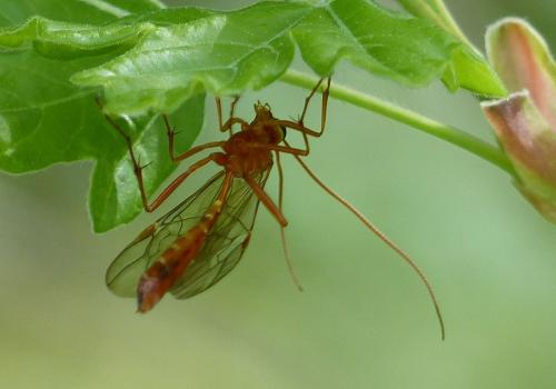Ophion sp.