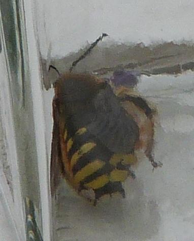 Anthidium manicatum