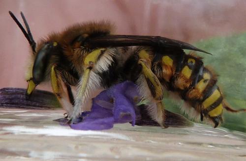 Réf. 176 592 : Anthidium manicatum