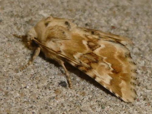 Eremobia ochroleuca