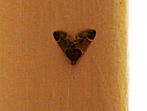 Réf. 176 550 : Pyralis farinalis