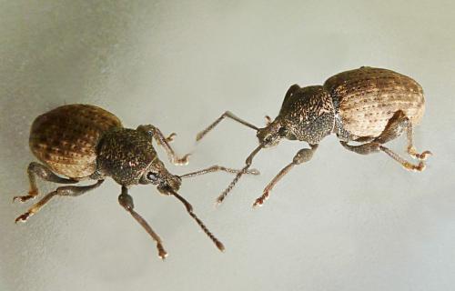 Otiorhynchus raucus