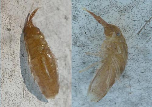 Idotea sp.