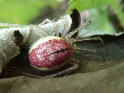 Réf. 176 782 : Enoplognatha sp.