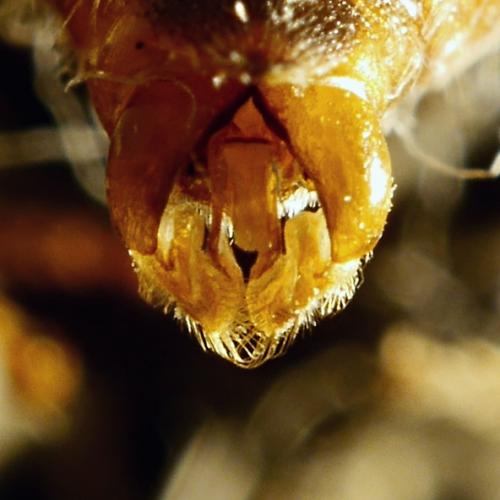 Réf. 176 240 : Sphecodes albilabris