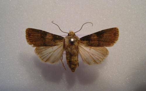 Agrotis sp.
