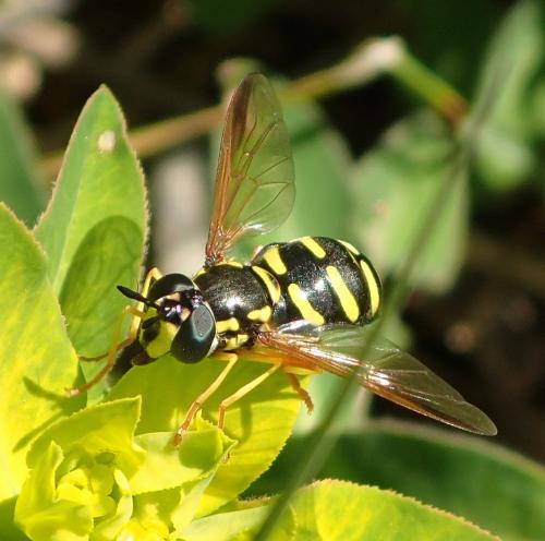 Chrysotoxum sp.