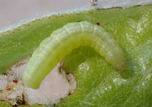 Operophtera brumata