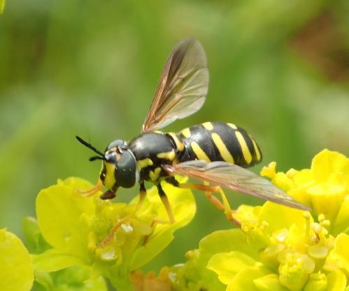 Réf. 176 399 : Chrysotoxum vernale