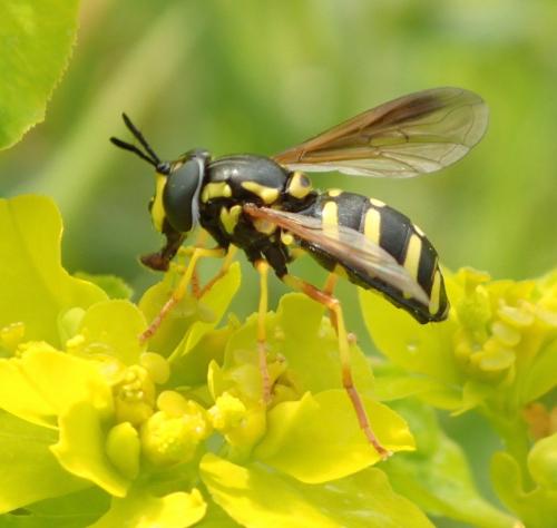Réf. 176 400 : Chrysotoxum vernale