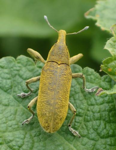 Lixus pulverulentus