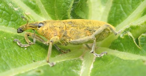 Lixus pulverulentus