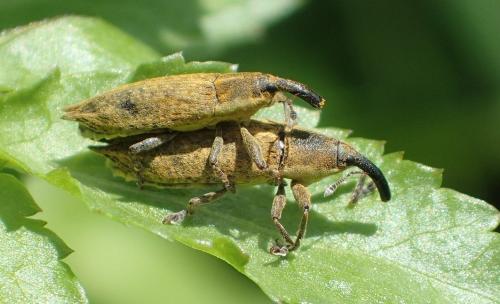 Lixus mucronatus