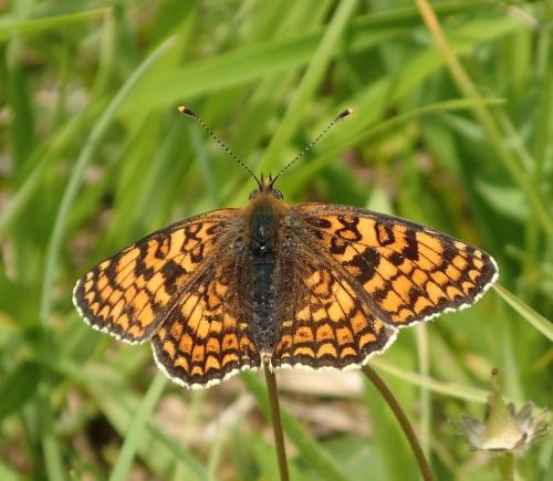 Réf. 176 639 : Melitaea phoebe