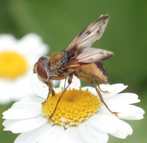 Ectophasia crassipennis