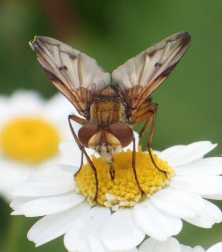 Ectophasia crassipennis