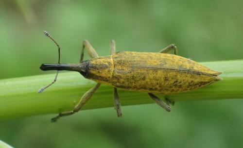 Réf. 176 886 : Lixus iridis