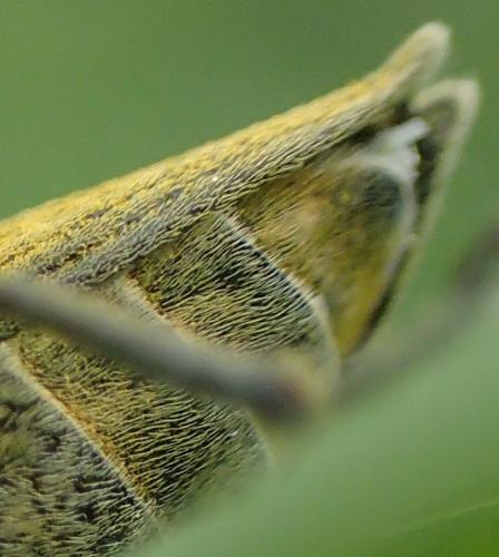 Réf. 176 887 : Lixus iridis