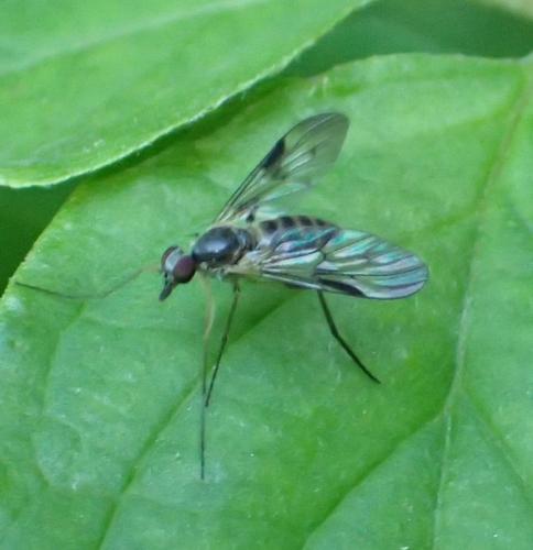 Atrichops crassipes