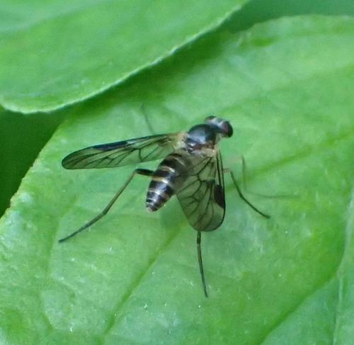 Atrichops crassipes