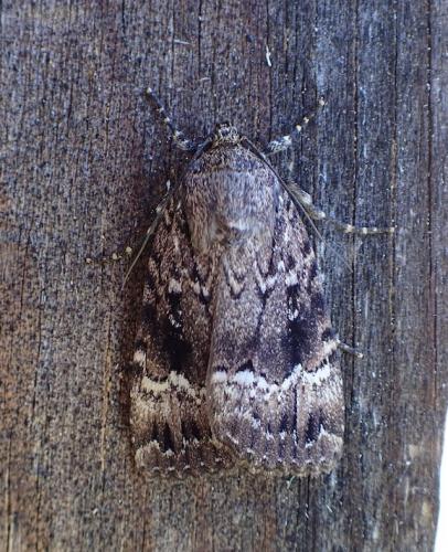 Amphipyra pyramidea