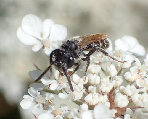 Andrena sp.