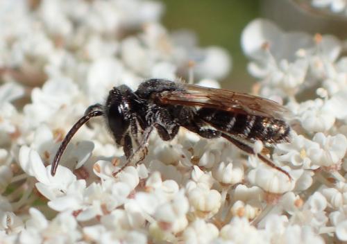 Andrena sp.