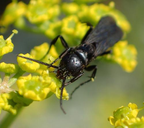 Aporus sp.