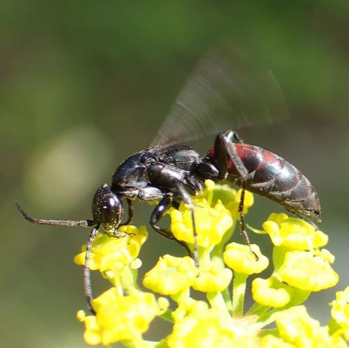 Aporus sp.