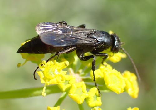 Aporus sp.