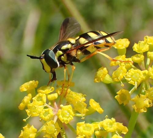 Réf. 176 382 : Chrysotoxum intermedium