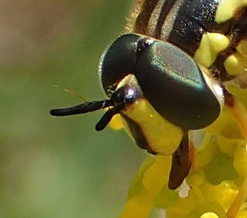 Réf. 176 381 : Chrysotoxum intermedium