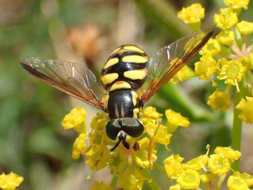 Réf. 176 380 : Chrysotoxum intermedium