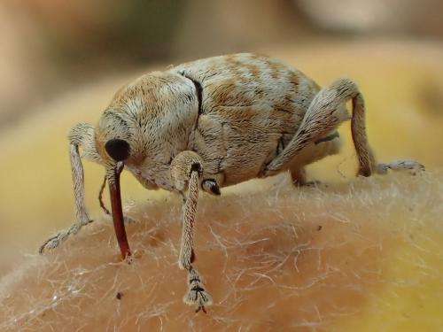 Réf. 176 467 : Curculio venosus