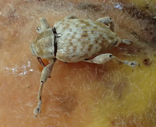 Réf. 176 468 : Curculio venosus