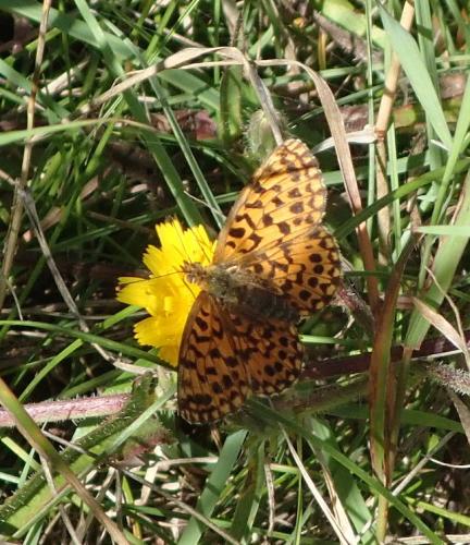 Réf. 176 629 : Boloria dia